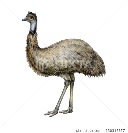 Emu bird watercolor realistic illustration. Hand drawn Australian native flightless bird. Single emu side view element. Australia wildlife animal. Australian ostrich on white background Emu bird watercolor realistic illustration. Hand drawn Australian native flightless bird. Single emu side view element. Australia wildlife animal. Australian ostrich on white background 130312857