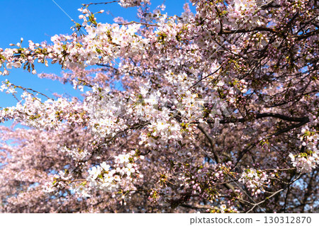 Cherry Blossom in Langelinie park on a beautiful spring day. Sakura festival in Copenhagen Cherry Blossom in Langelinie park on a beautiful spring day. Sakura festival in Copenhagen 130312870