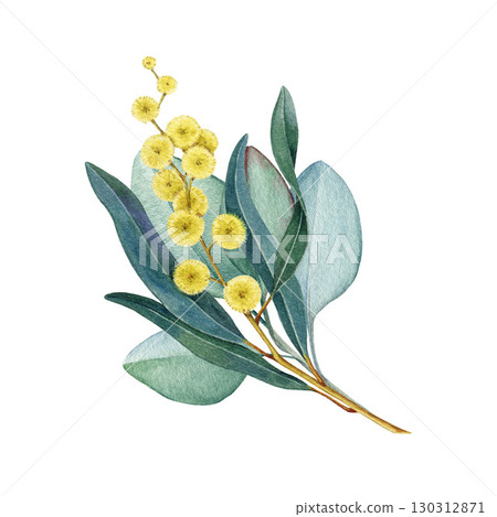 Australia native flowers elegant floral decor on white background. Vintage style watercolor illustration. Australian flora decoration design element from golden wattle, gum tree leaves 130312871
