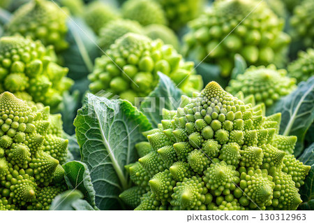 Fresh green romanesco broccoli with dew drops, fractal vegetable pattern, healthy organic food background close-up 130312963