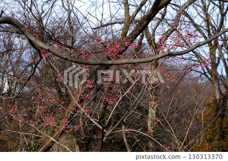 Mayumi flowers growing in a grove of trees [Tsukui, Sagamihara City, January] 130313370