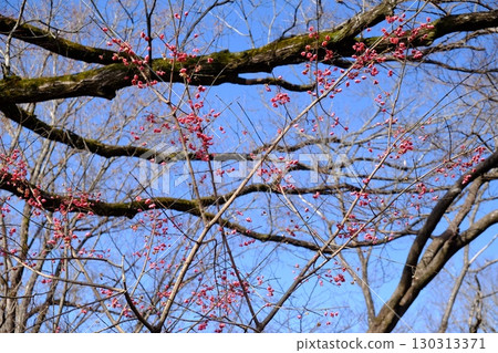 Mayumi fruit shining against the blue sky [Tsukui, Sagamihara City, January] 130313371