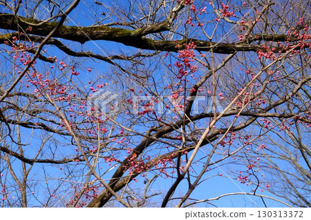 Mayumi flowers stand out against the blue sky in a grove of trees [Tsukui, Sagamihara City, January] 130313372