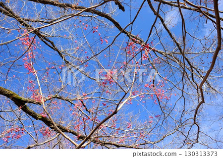 Mayumi flowers growing in a grove of trees [Tsukui, Sagamihara City, January] 130313373