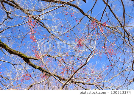 Mayumi flowers ripening under the blue sky in a mixed forest [Tsukui, Sagamihara City, January] 130313374