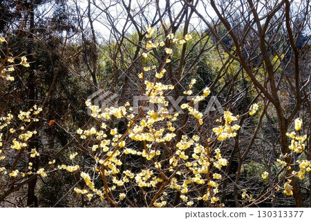 Wintersweet blooms in the woods [Tsukui, Sagamihara City, February] 130313377