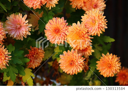 Chrysanthemums Autumn Colors 130313584