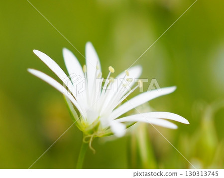 Rock laurel in the Central Alps (20250822081929) 130313745