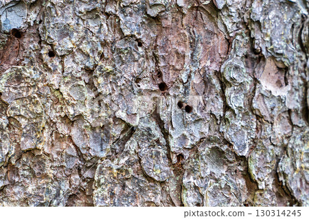 Close up tree bark damaged from beetle isect in woods. Forest health warning, ecological crisis Close up tree bark damaged from beetle isect in woods. Forest health warning, ecological crisis 130314245