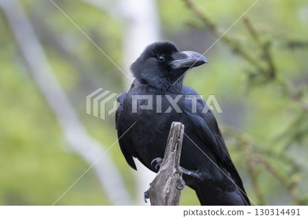 一隻強大的叢林烏鴉 130314491
