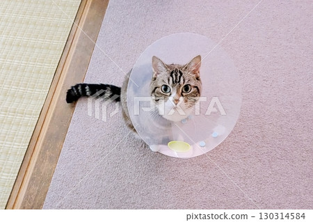 Cat wearing an Elizabethan collar and gazing from above 130314584