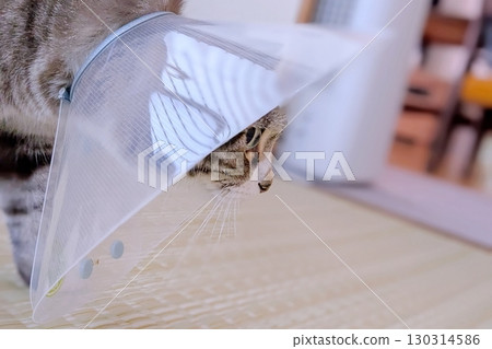 Close-up of a cat wearing an Elizabethan collar 130314586