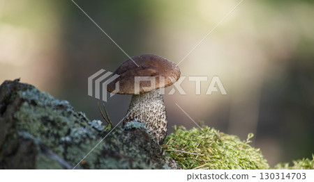 A stunning close-up of a birch bolete mushroom growing in a forest setting. A stunning close-up of a birch bolete mushroom growing in a forest setting. 130314703