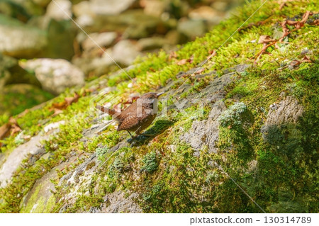Wren relaxing on a mossy rock 130314789