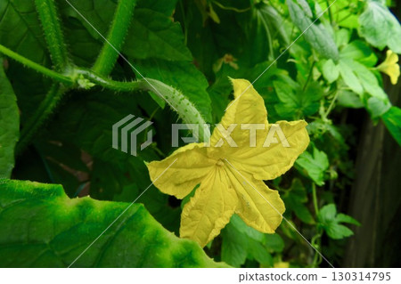Cucumber female flower 2 Cucumber female flower 2 130314795