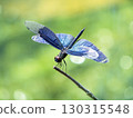Butterfly dragonfly 130315548