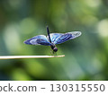 Butterfly dragonfly 130315550