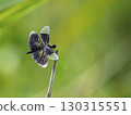 Butterfly dragonfly 130315551