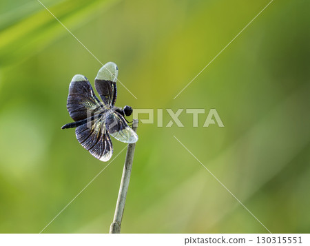 Butterfly dragonfly Butterfly dragonfly 130315551