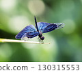 Butterfly dragonfly 130315553