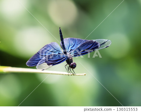 蝴蝶蜻蜓 蝴蝶蜻蜓 130315553