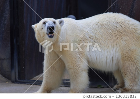 北極熊北極熊 130315832