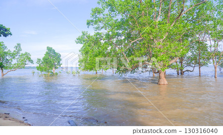 Mangrove Trees at High Tide on the Coast 130316040