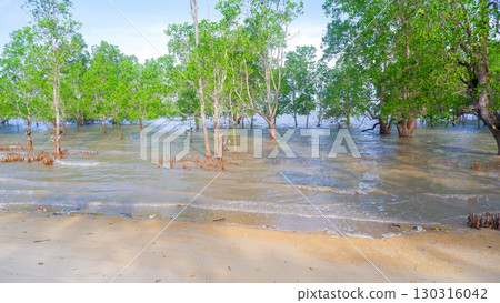 Serene Coastal Mangrove Forest and Beach Serene Coastal Mangrove Forest and Beach 130316042