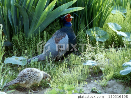 春末的一天，一對野雞在草地上休息。 130316198