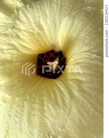 秋葵的花朵 130316421