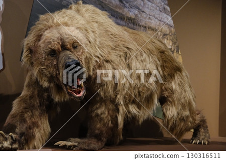生活在歐洲和亞洲的已滅絕的洞熊 130316511
