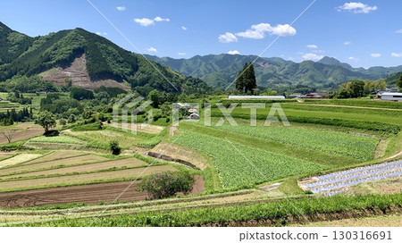 Tochimata rice terraces shining under the clear blue sky of May (Takachiho Town, Nishiusuki District, Miyazaki Prefecture) 130316691