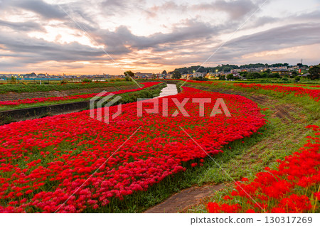 朝陽照射下的矢勝川石蒜花 130317269