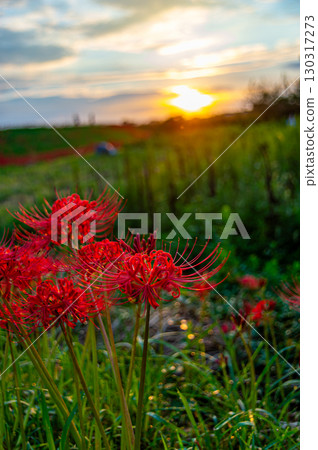 Cluster amaryllis on the Yakachi River illuminated by the morning sun Cluster amaryllis on the Yakachi River illuminated by the morning sun 130317273