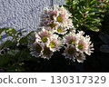 Cute spray mum flowers 130317329