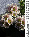 Cute spray mum pinwheel chrysanthemum flowers 130317331