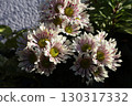 Cute spray mum pinwheel chrysanthemum flowers 130317332