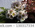 Cute spray mum pinwheel chrysanthemum flowers 130317334