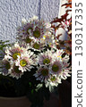 Cute spray mum pinwheel chrysanthemum flowers 130317335