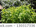 lime-colored coleus 130317336