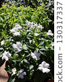 White Sunpatiens and Lime Coleus 130317337