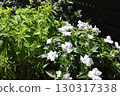 Lime-colored coleus and white sunpatiens flowers 130317338