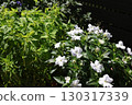 Lime-colored coleus and white sunpatiens flowers 130317339