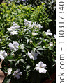 White sunpatiens flowers and coleus 130317340