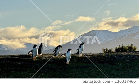 五隻企鵝奔跑，背景是山（烏斯懷亞） 130317460