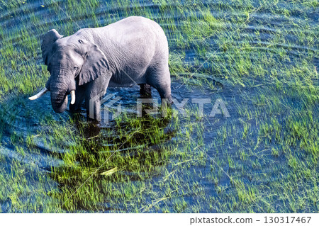Aerial View of an African Elephant Aerial View of an African Elephant 130317467