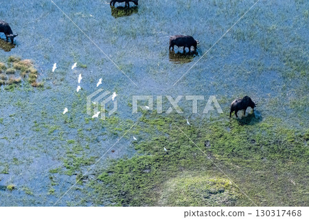 Aerial shot of a herd of buffalo grazing in the Okavango Delta Aerial shot of a herd of buffalo grazing in the Okavango Delta 130317468