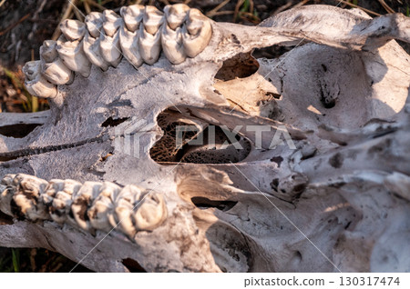 Giraffe skull in the Okavango 130317474