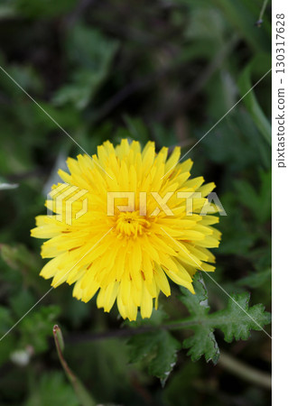 蒲公英花 130317628