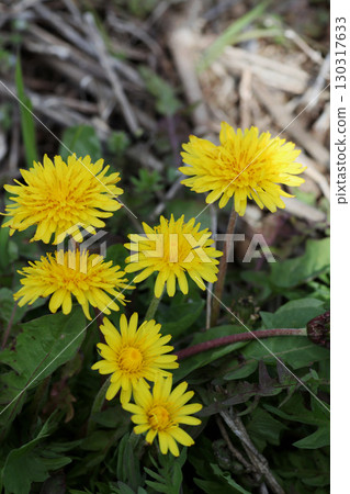 Dandelion flower 130317633